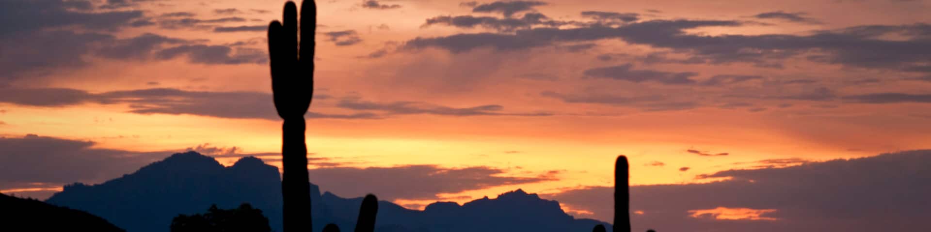 Suguaro cactus at sunrise in Usery Mountain Regional Park, Mesa, Arizona.