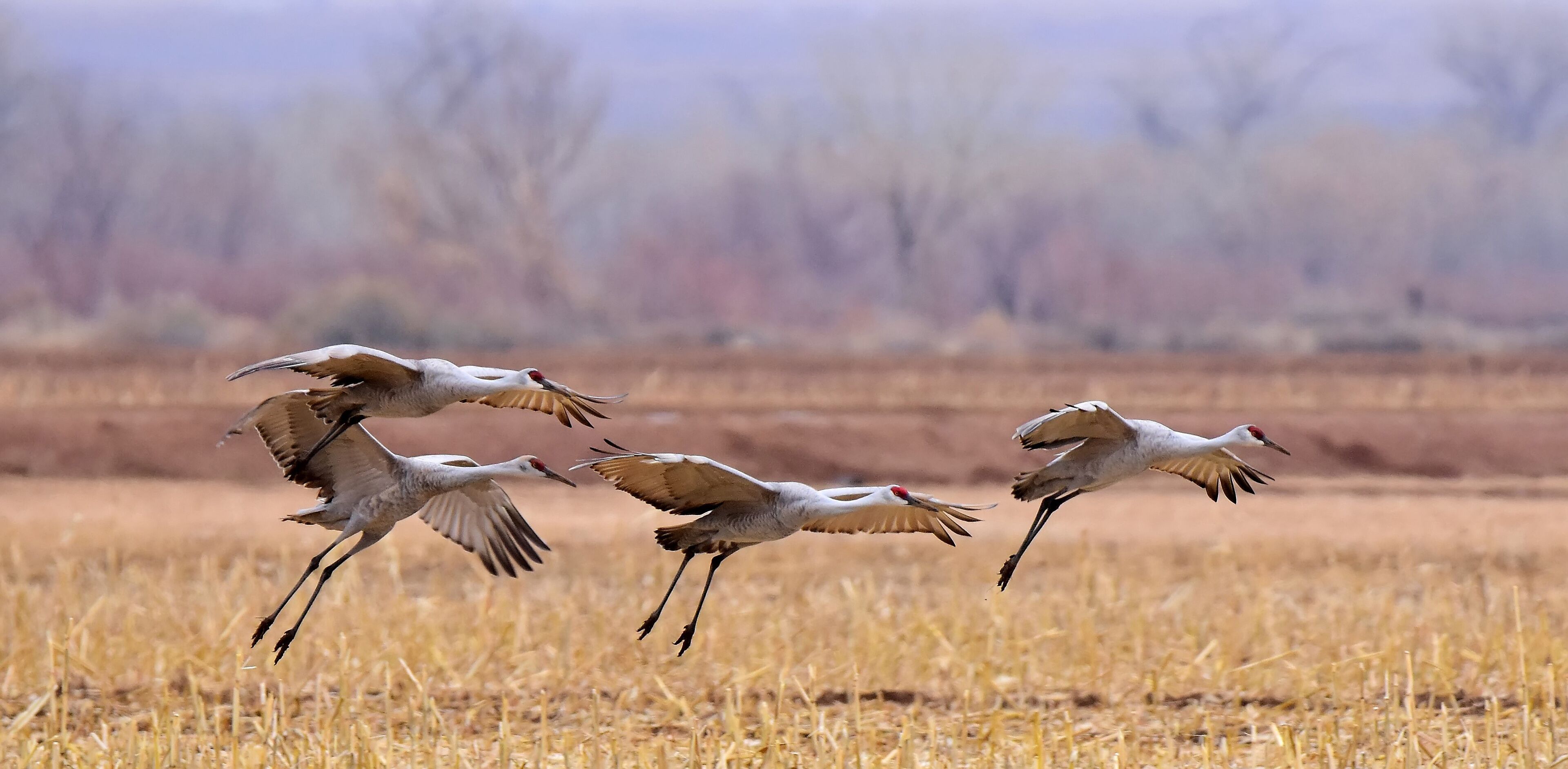  three sandhill cranes coming in for landing in a corn field in their winter habitat of bernardo state wildlife refuge near socorro, new mexico