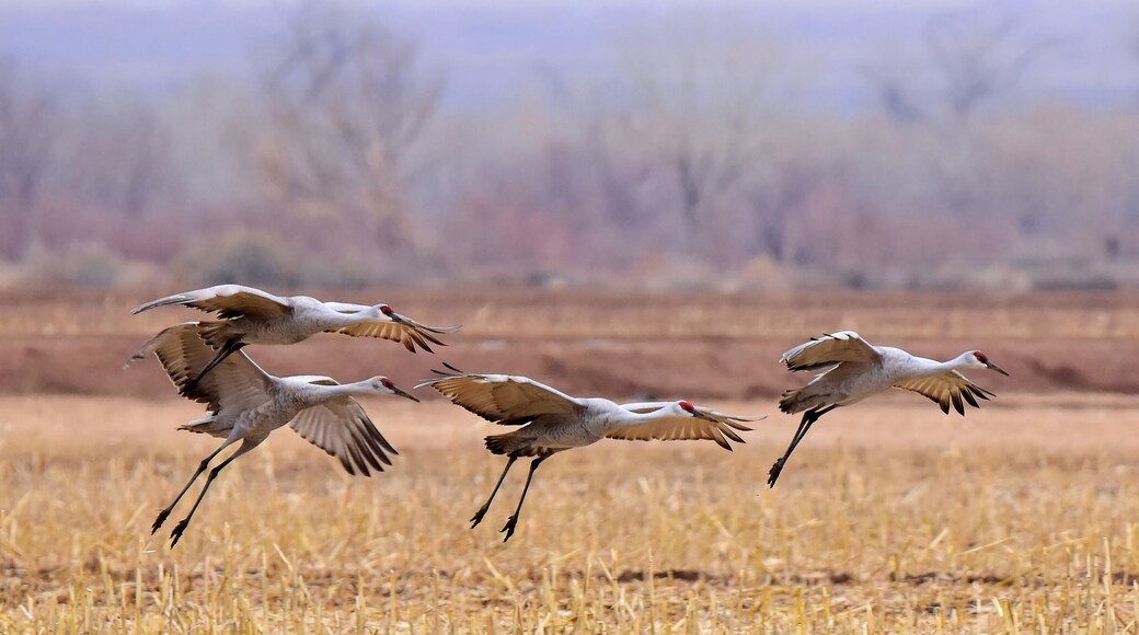 three sandhill cranes coming in for landing in a corn field in their winter habitat of bernardo state wildlife refuge near socorro, new mexico