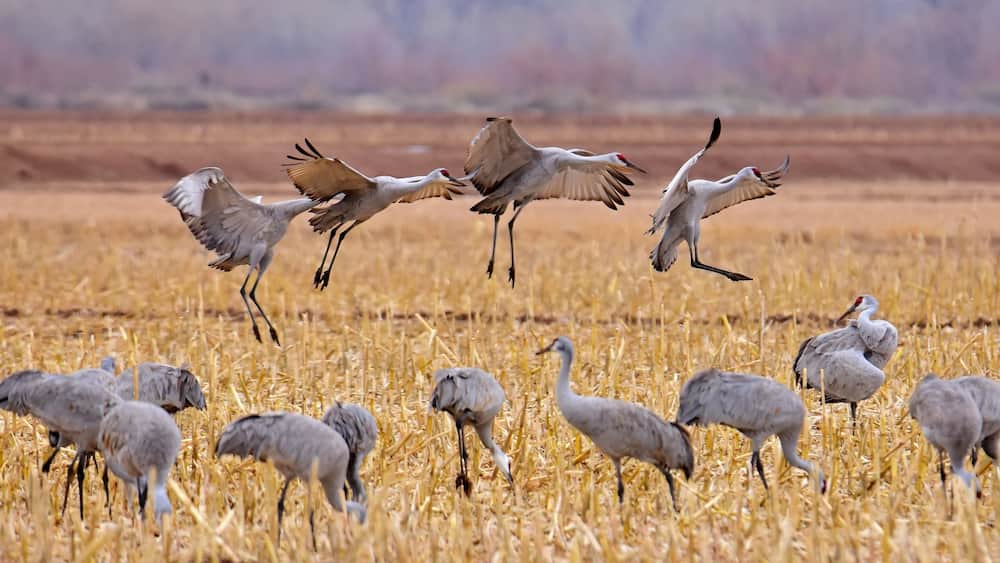 four sandhill cranes coming in for landing in a corn field in their winter habitat of bernardo state wildlife refuge near socorro, new mexico
