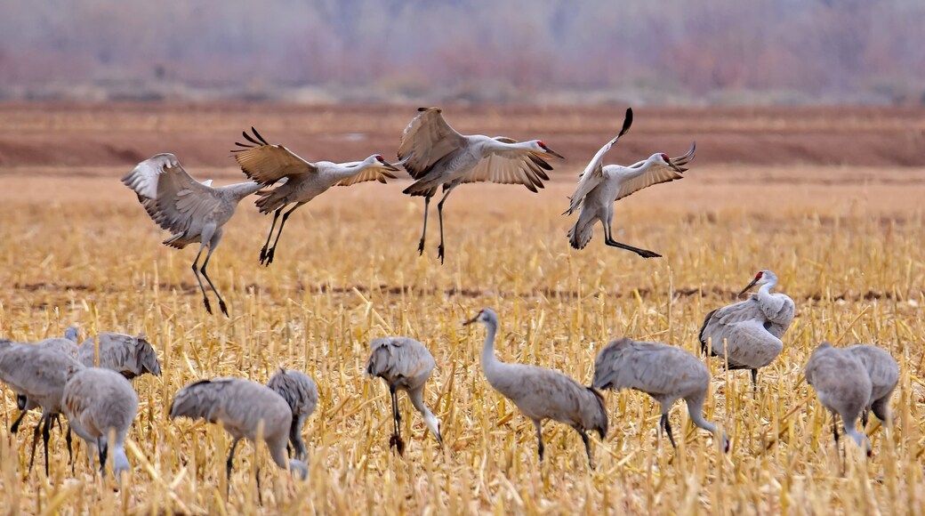 four sandhill cranes coming in for landing in a corn field in their winter habitat of bernardo state wildlife refuge near socorro, new mexico