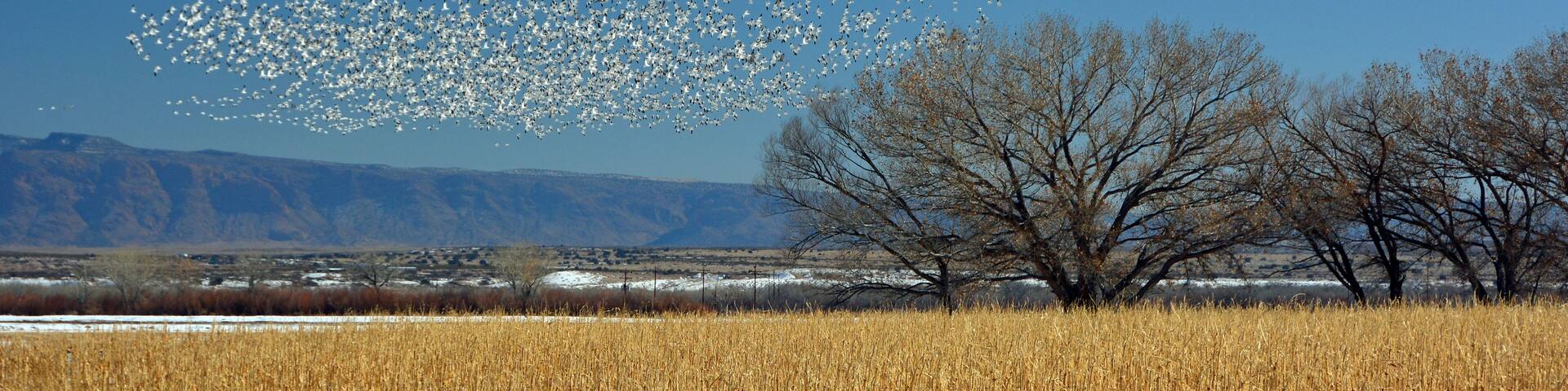 a flock of hundreds of snow geese taking flight against a mountain backdrop on a sunny day in their winter habitat of bernardo state wildlife refuge near socorro, new mexico