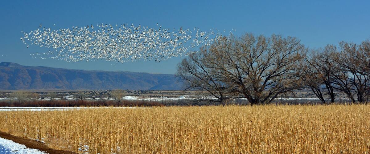 A field of golden wheat, a large tree, and a flock of birds in the sky.