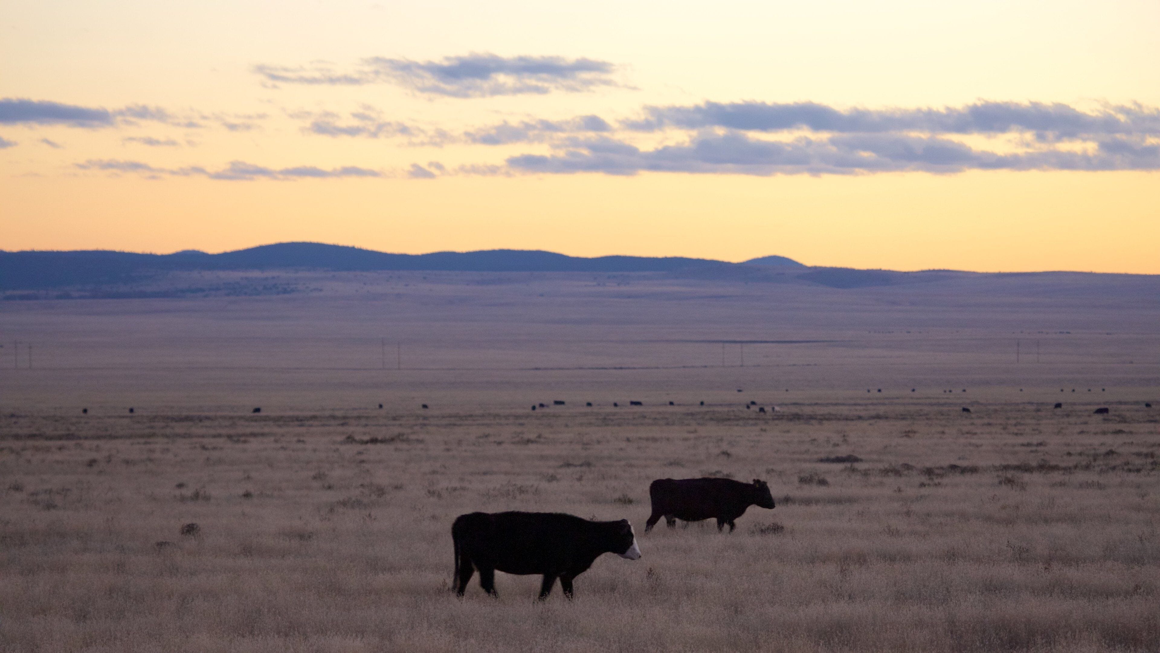 Southwestern New Mexico featuring farmland, a sunset and land animals