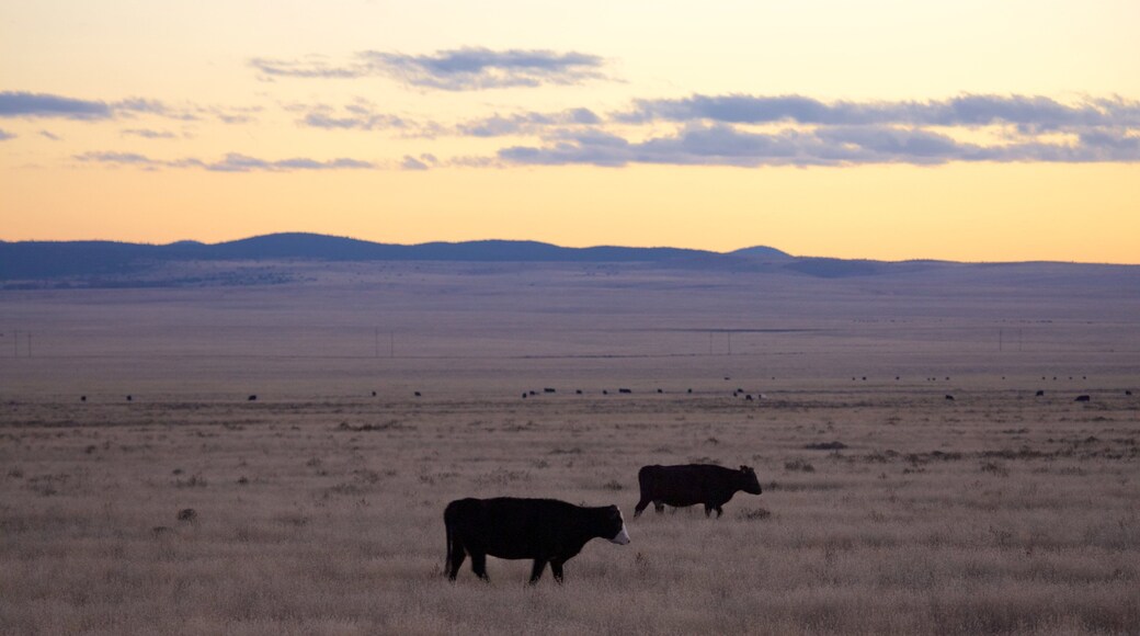 Southwestern New Mexico featuring farmland, a sunset and land animals