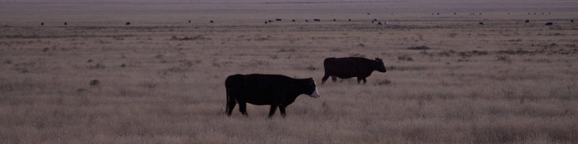 A wide-open field with cattle grazing, a clear sky, and distant hills.