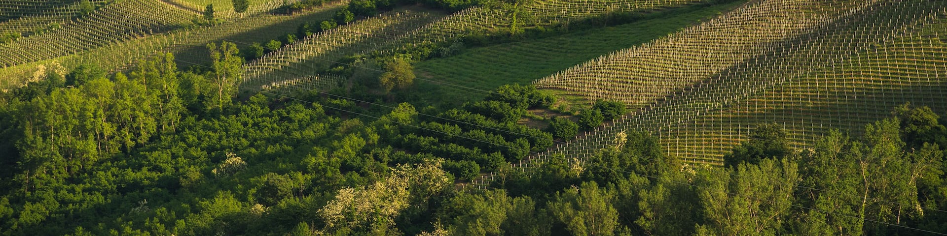 Vineyards of Langhe, Piedmont, UNESCO world heritage