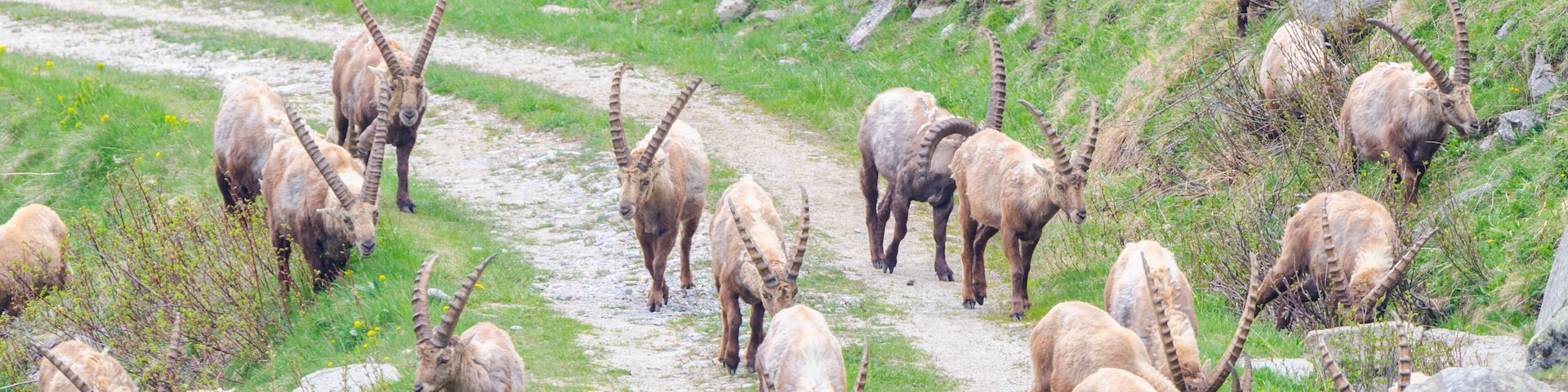 An herd of ibexes on the path, Valle dell'Orco, Gran Paradiso National Park, Piedmont, Graian alps, Province of Turin, Italian alps, Italy
