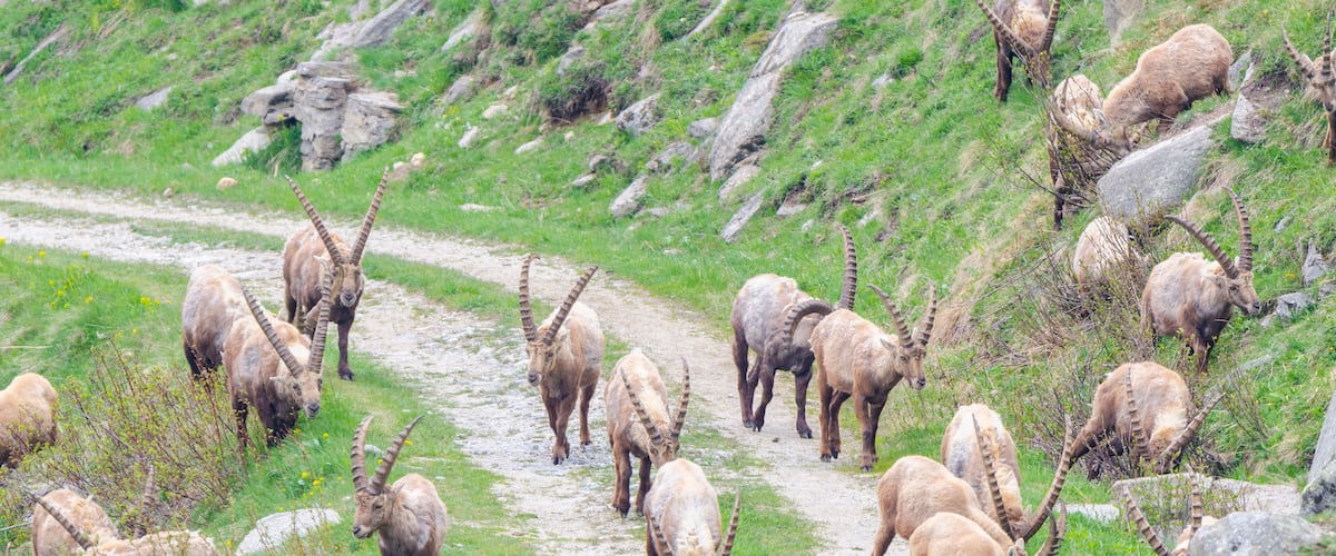 A herd of goats grazing on a dirt path surrounded by grassy hills and scattered rocks.