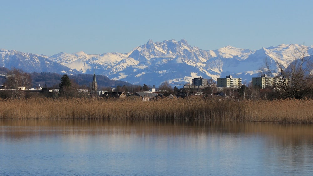 Reed at the shore of Lake Pfaffikon, town Wetzikon and snow covered mountain range.