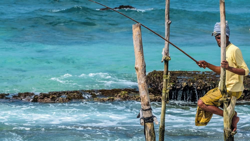 Ritipanna is the Sinhalese term for stilt fishing, which is a traditional method for fishing practiced by most fishermen along the southern coast of Sri Lanka. This art is popularly seen in areas such as Ahangama, Koggala, Welipenna, Kathaluwa and Thalarambe. A narrow pole is tied to a stick that is anchored on the sea bed. Fisher folk climb onto this stick and settle on the pole for a few hours in an effort to catch some fish.
Fishermen found on stilts are those who do not have access to sophisticated equipment for fishing. These men can make a living simply with the help of two wooden poles to make a stilt. One pole is nailed onto the sea bed and the other is placed like a cross bar and acts as a plank for the fishermen to sit on. Each stilt can accommodate only one fisherman. For catching fish, they create a rod made of Kithul, and a small plastic bag is tied around their waist to hold the fish that they catch. With one hand they hold onto the stilt and with the other they hold the rod that catches fish. The tradition of stilt fishing will always be practiced by those who cannot afford to invest in modern fishing equipment.
#likealocal
