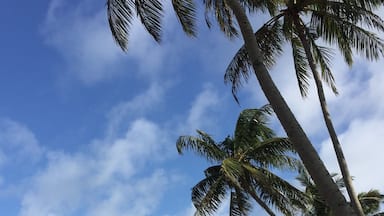 Uma praia com palmeiras e ondas do oceano.
