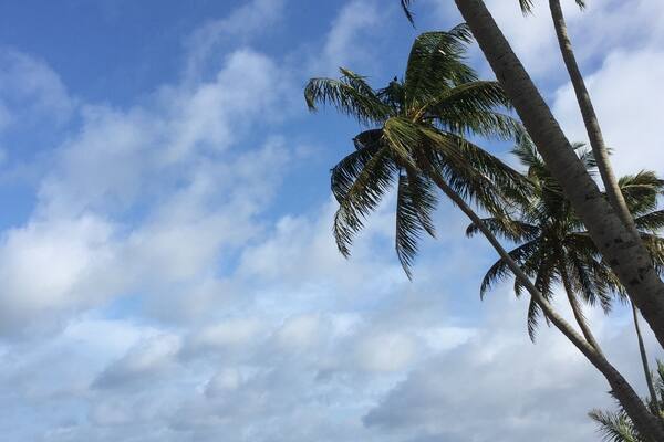 Ein Strand mit Palmen und Meereswellen.