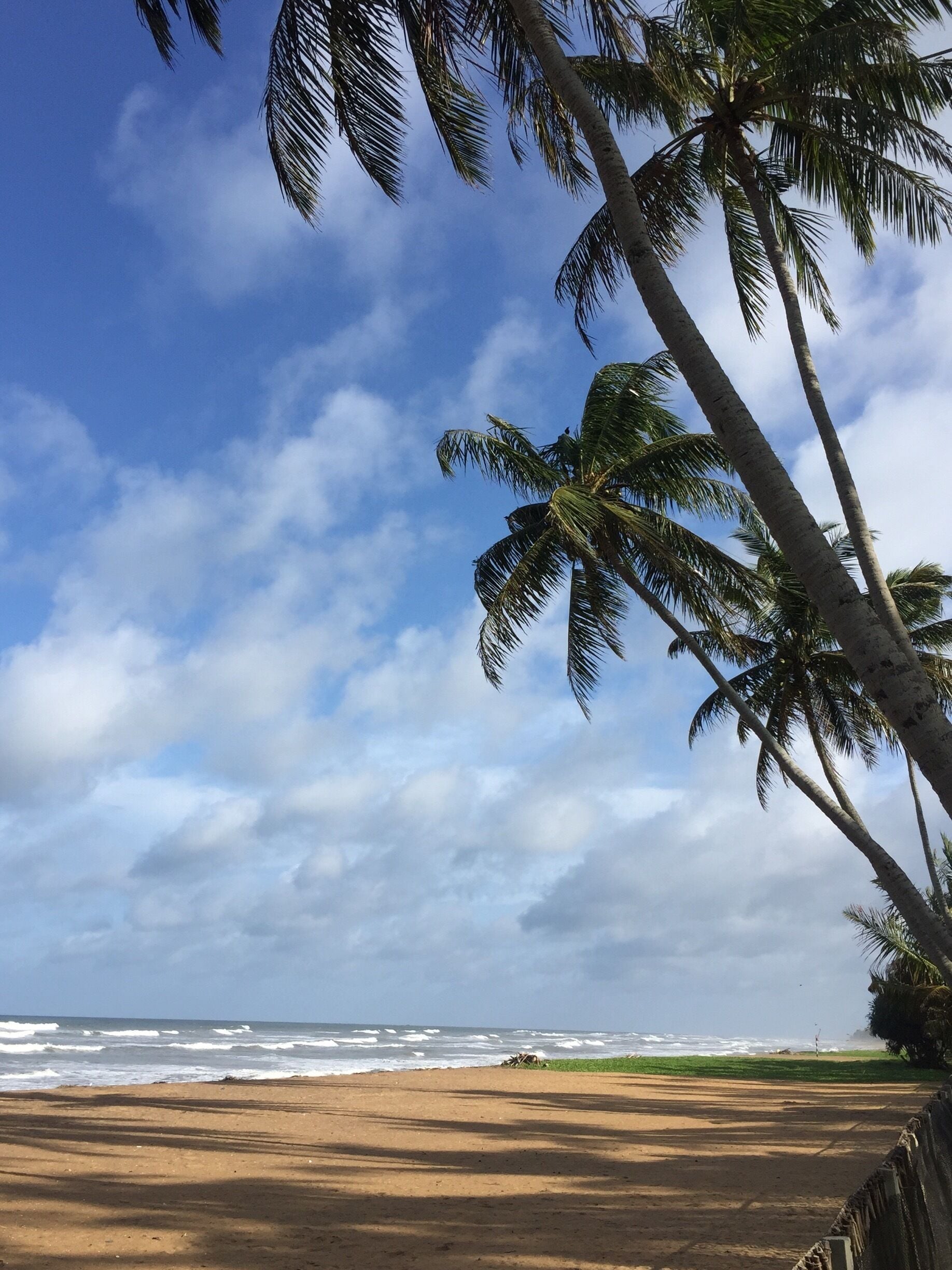 A beach with palm trees and ocean waves.