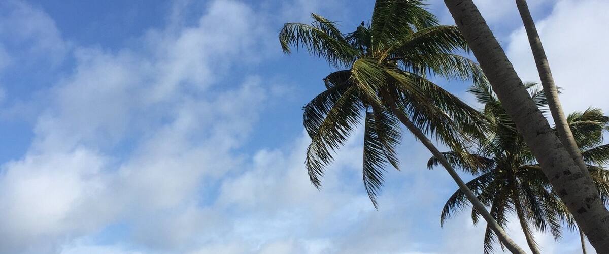 A beach with palm trees and ocean waves.