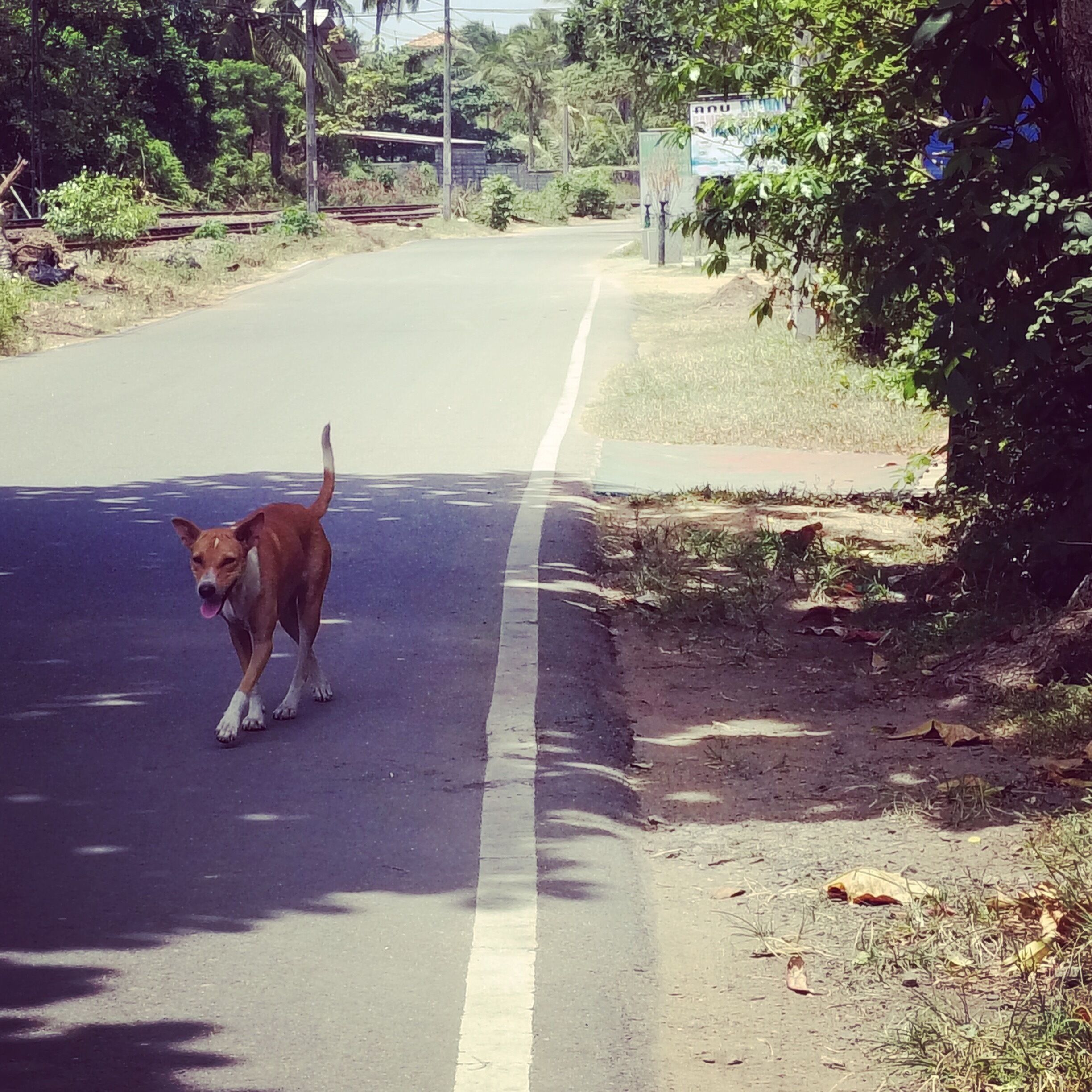 Walking down the street from our hotel, we ran into a local #Doggo 