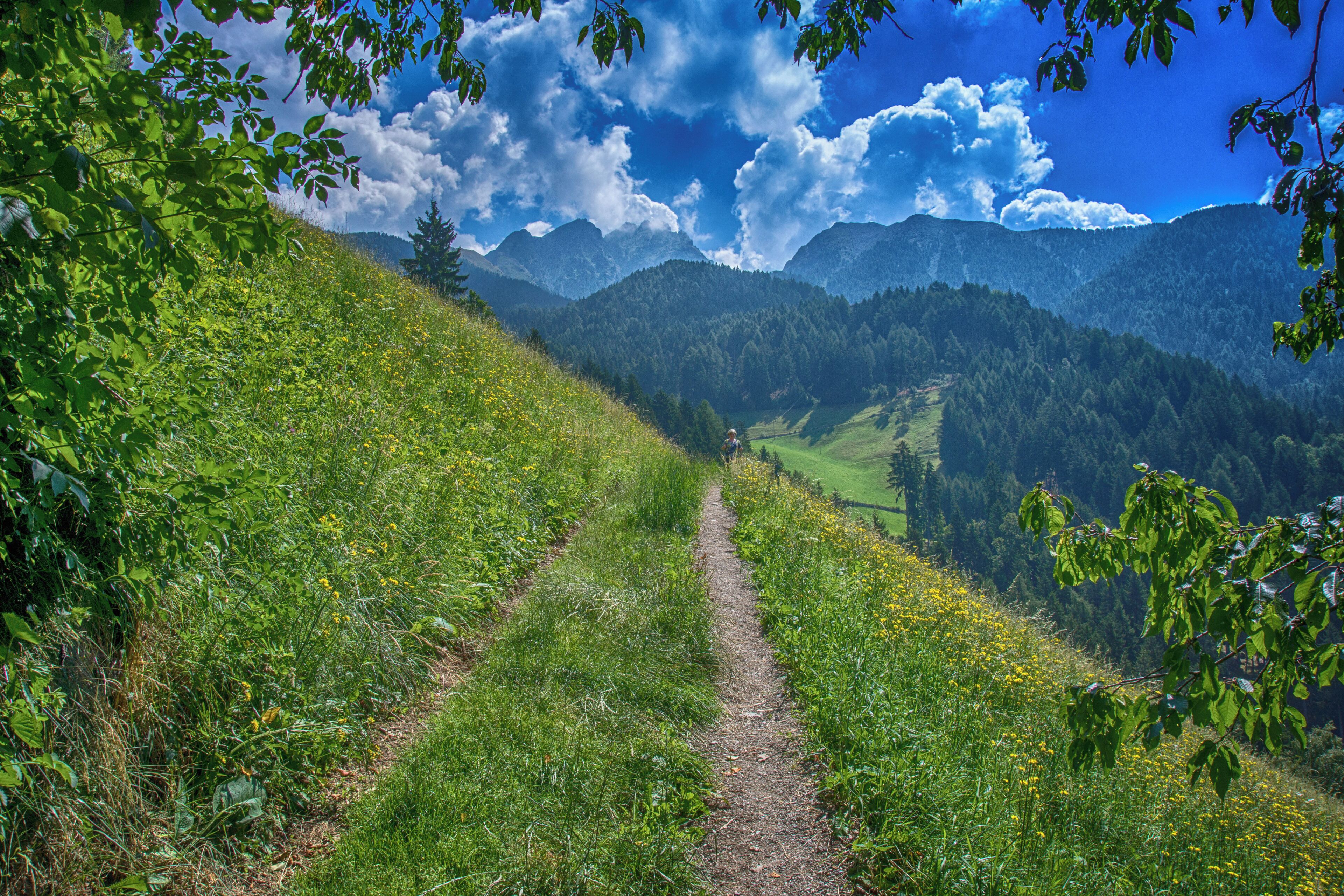 A mountain trail with lush greenery and yellow flowers.