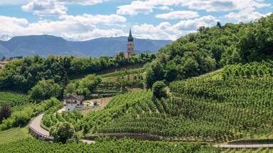 A vineyard with a church and mountains in the background.