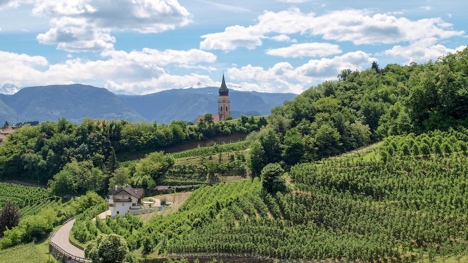 A vineyard with a church and mountains in the background.