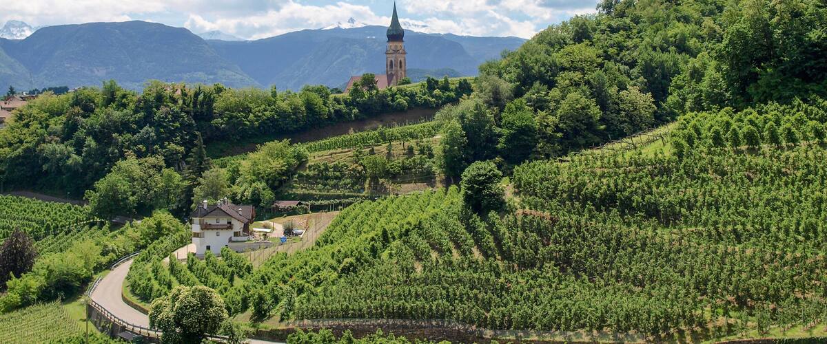 A vineyard with a church and mountains in the background.