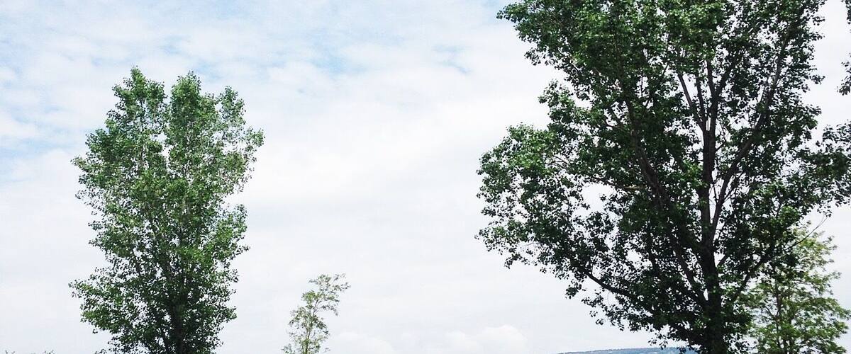 Two trees on a grassy hill with a cloudy sky.