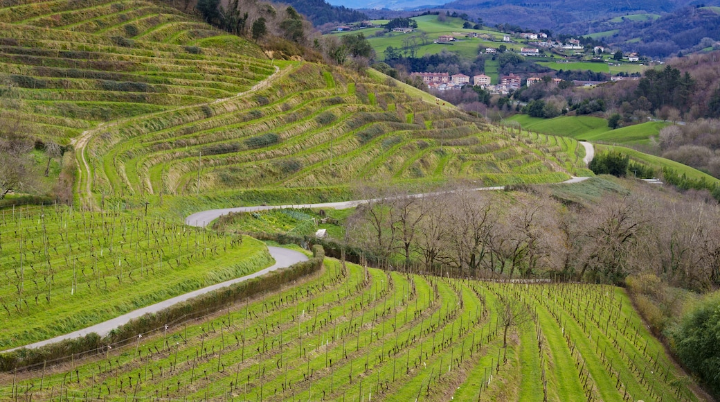Vineyards between Zarautz and Orio, Euskadi