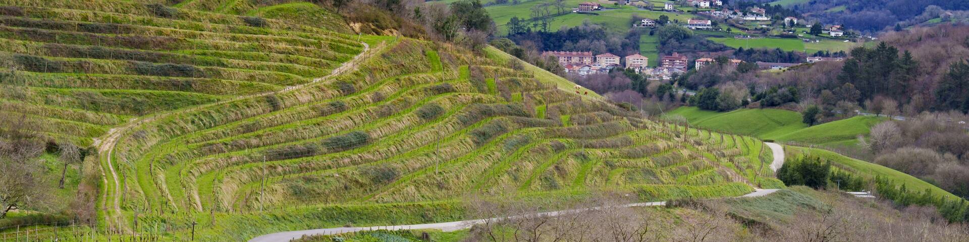 Vineyards between Zarautz and Orio, Euskadi