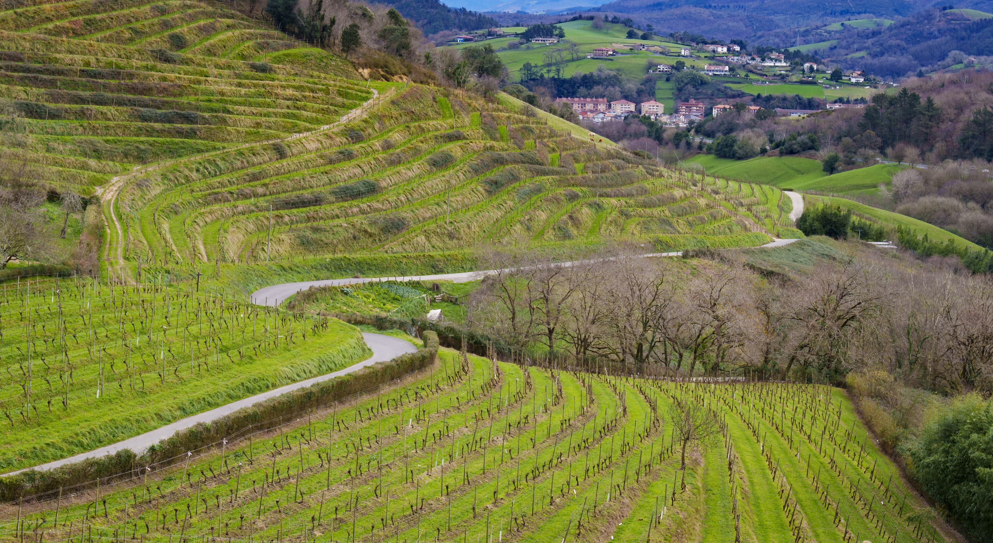 Terraced vineyards, a winding road, and a village in the background.
