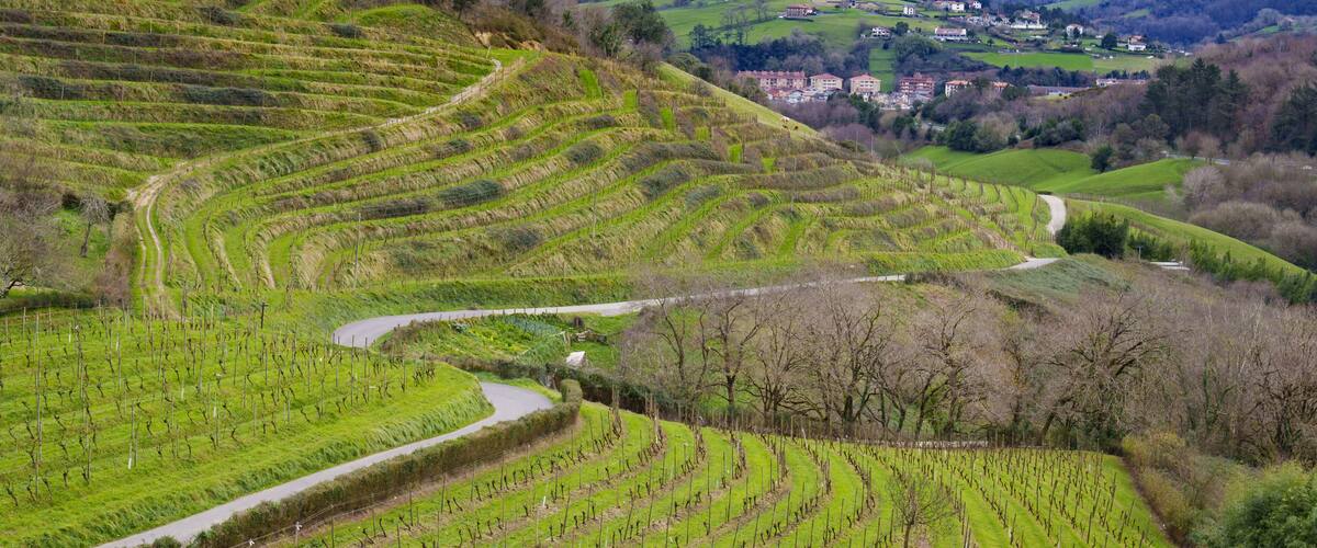 Terraced vineyards, a winding road, and a village in the background.