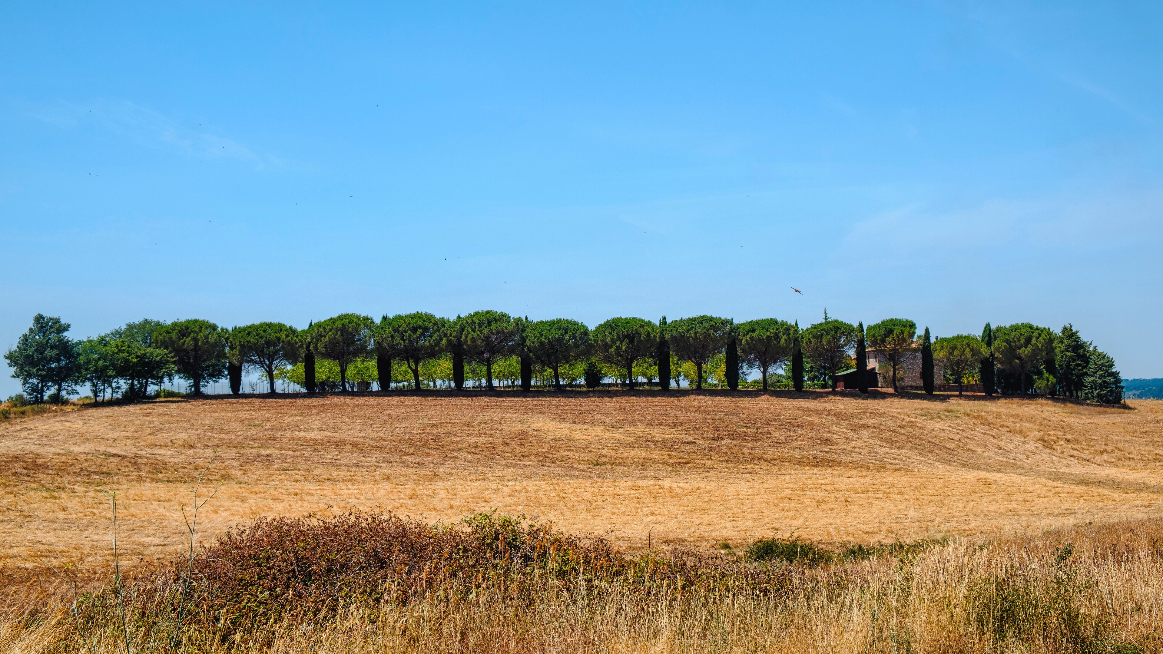 A dry grass field with a row of trees and a clear blue sky.