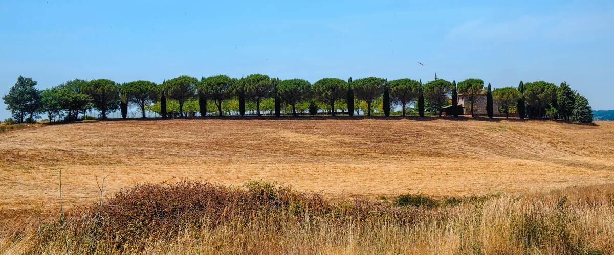 A dry grass field with a row of trees and a clear blue sky.