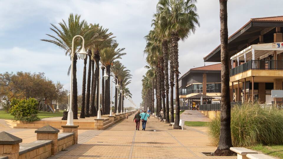 A paved walkway lined with palm trees and benches, leading to a building with a balcony.