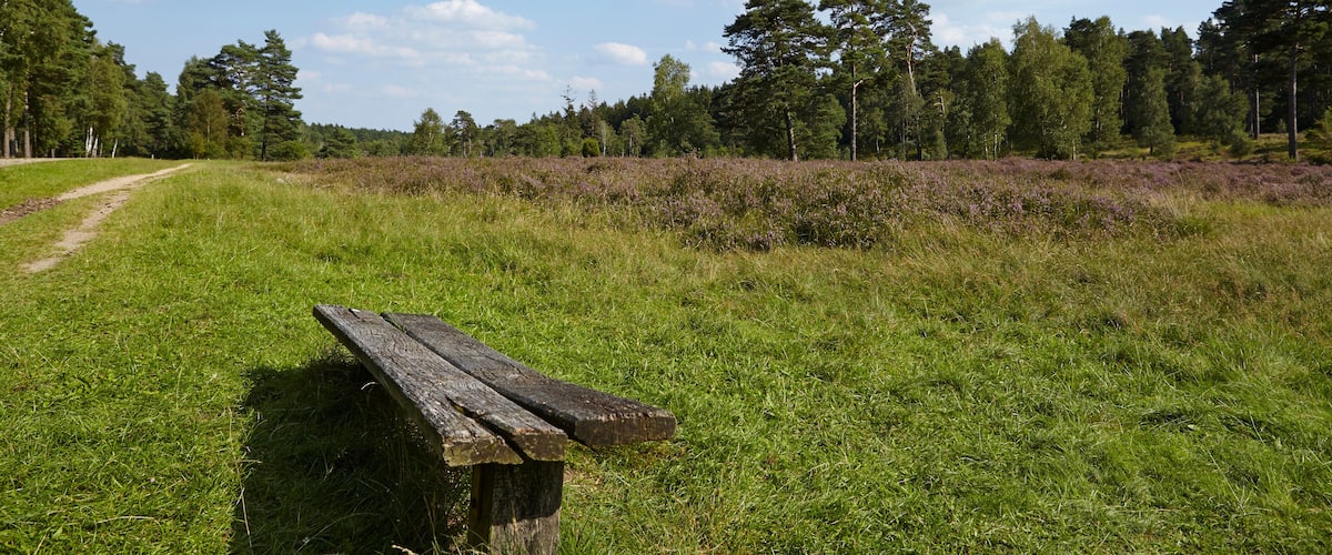 A grassy field with a wooden bench, a dirt path, and a line of trees in the background.