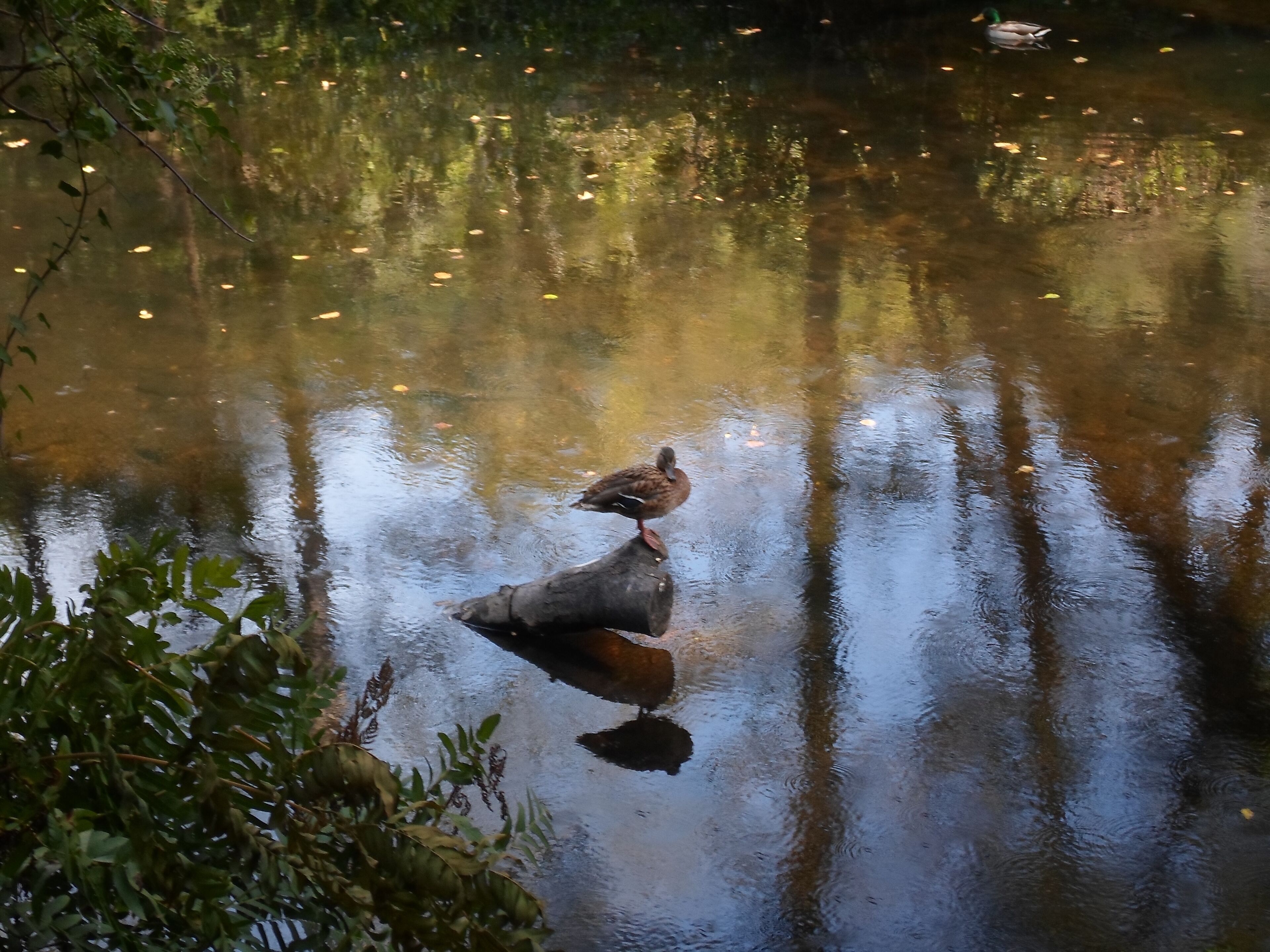 Anas platyrhynchos hembra