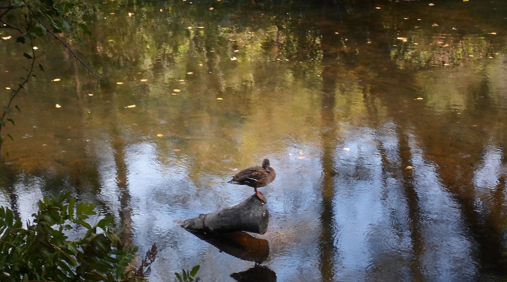 Anas platyrhynchos hembra