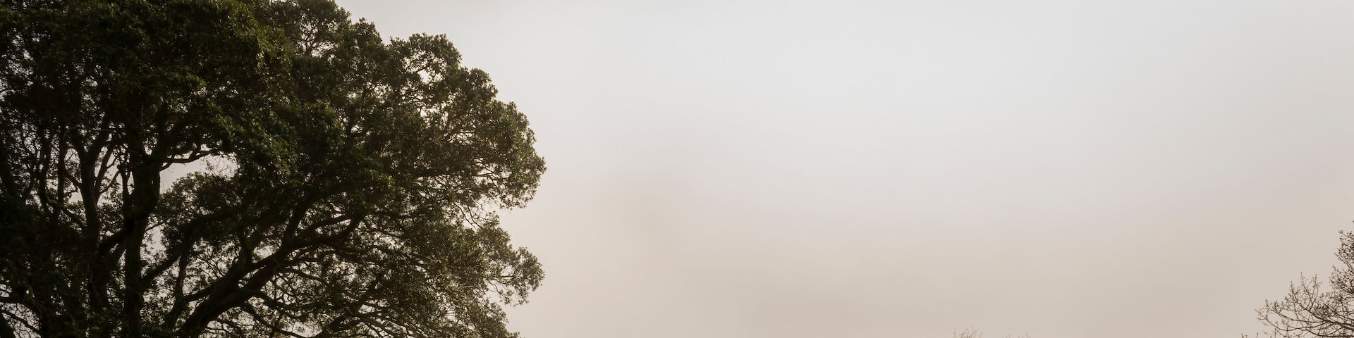 A misty hillside with a wooden staircase and a metal railing.