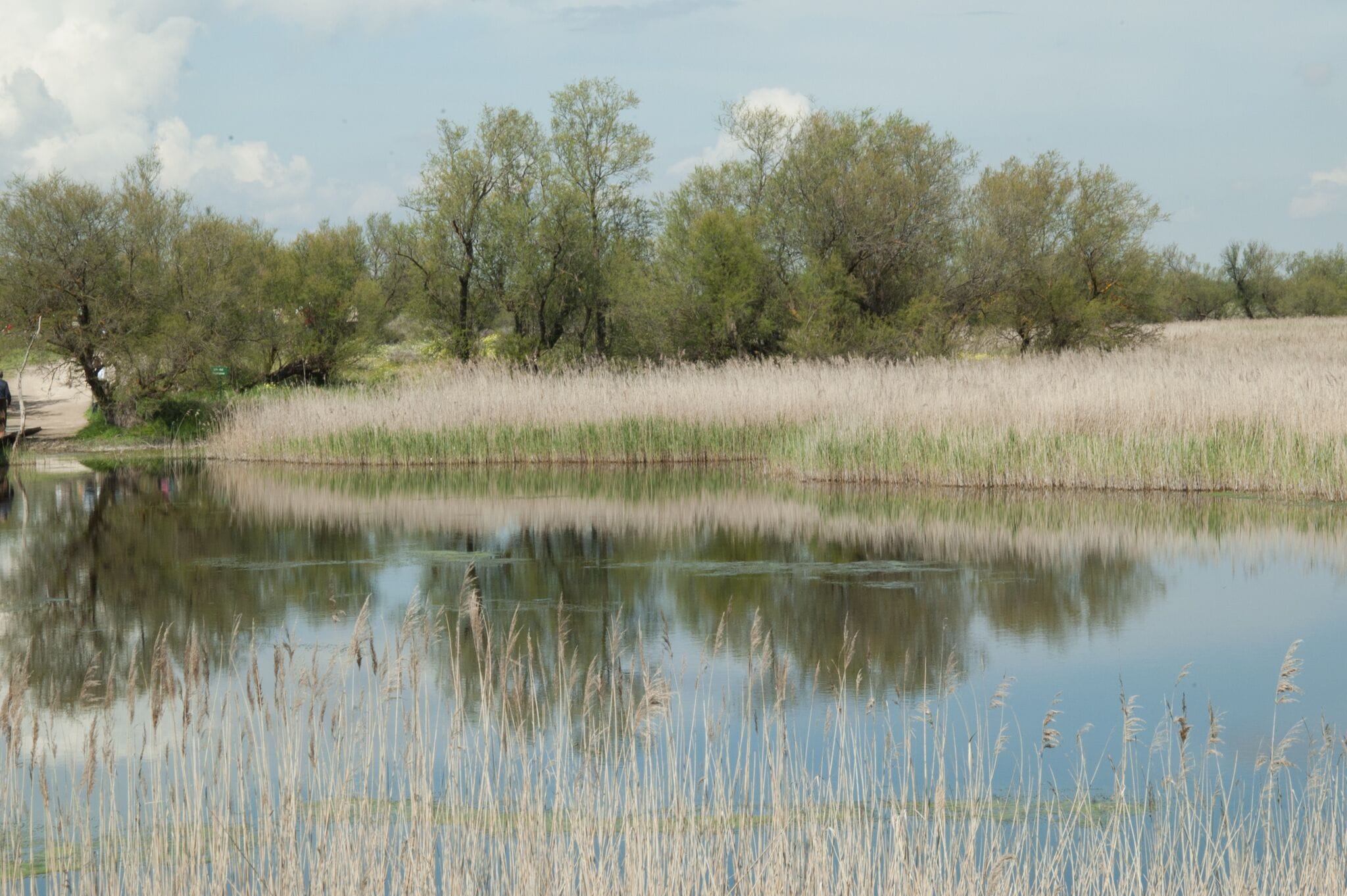 A calm pond surrounded by trees and tall grasses.