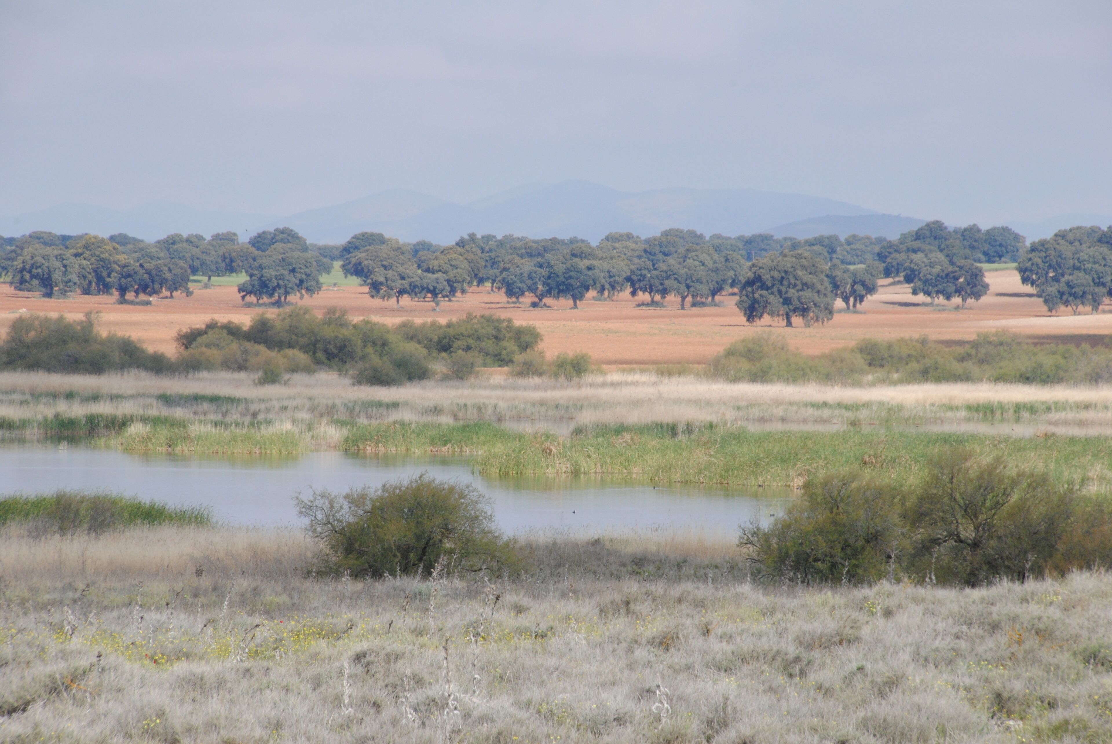 Tablas de Daimiel National Park - Ciudad Real - Spain