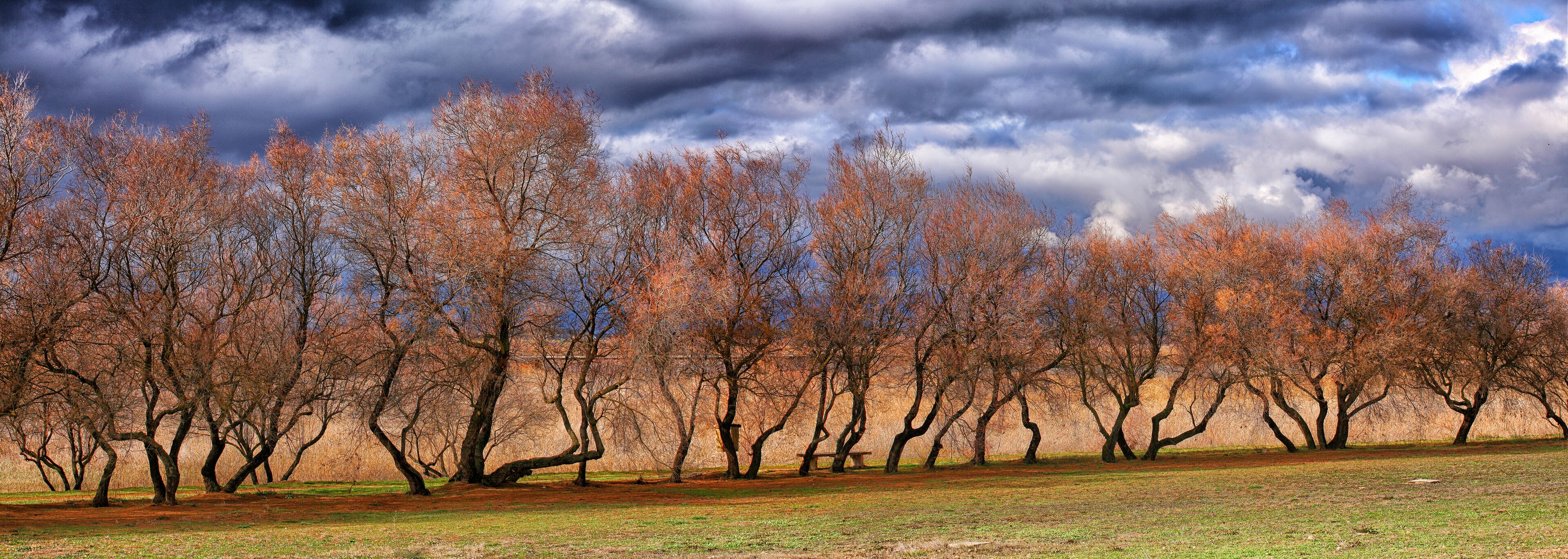 Tarays Forest National Park in Tables Daimiel. Ciudad Real.