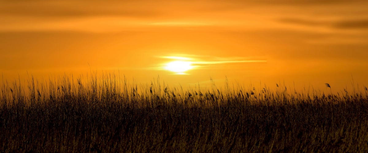 A sunset over a field of tall grass.