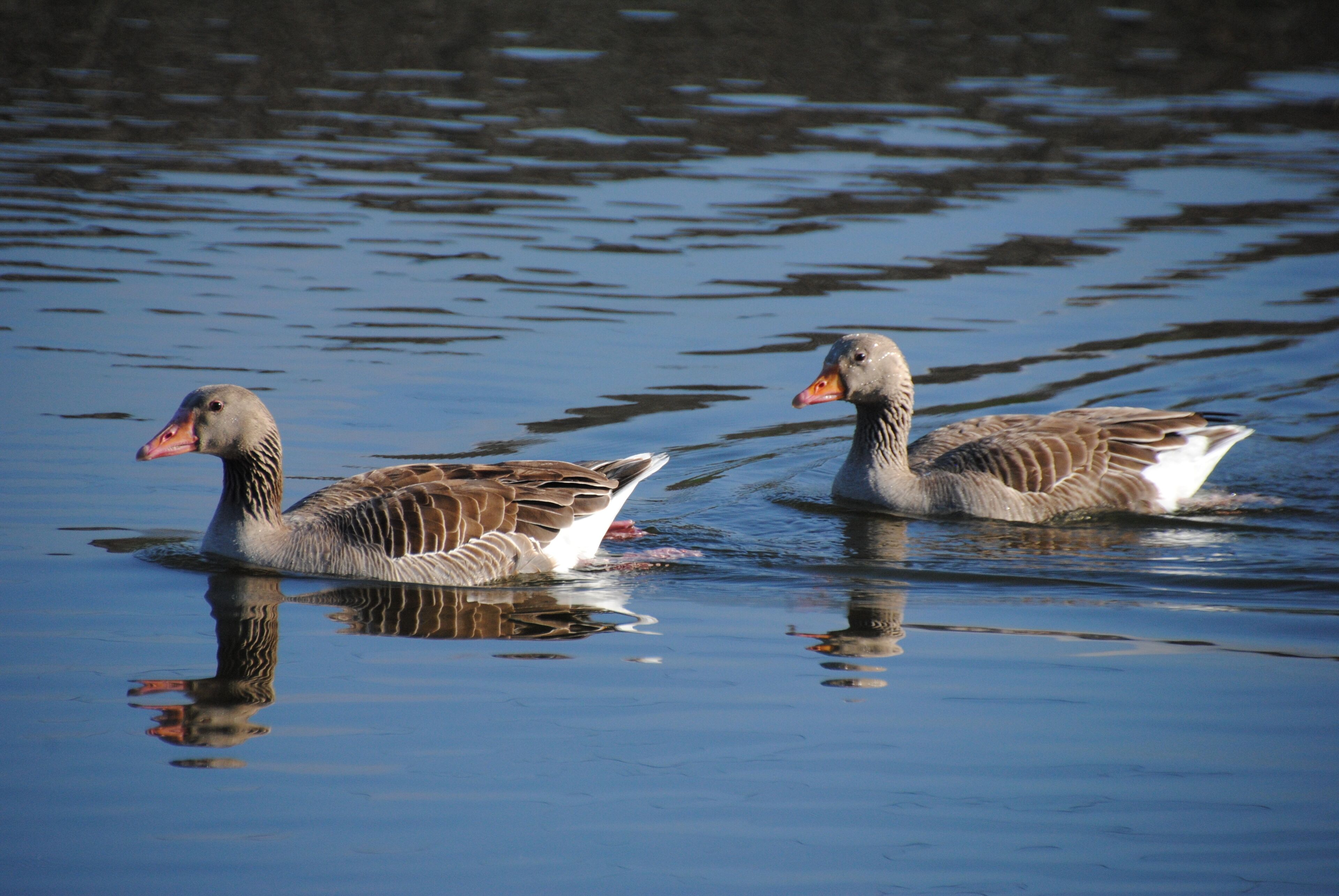 Ánsar común (Greylag Goose) en Las Tablas de Daimiel