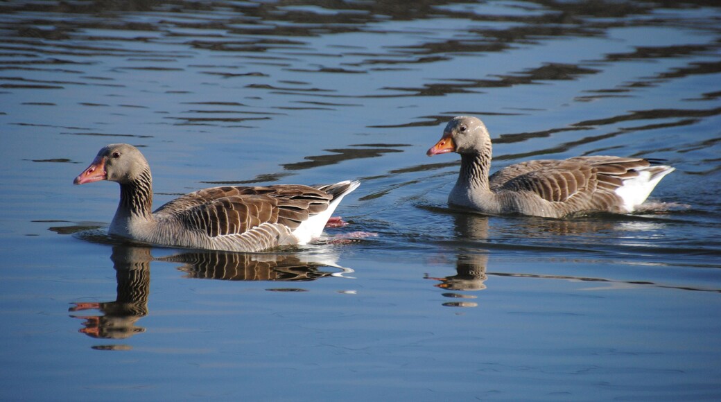 Ánsar común (Greylag Goose) en Las Tablas de Daimiel