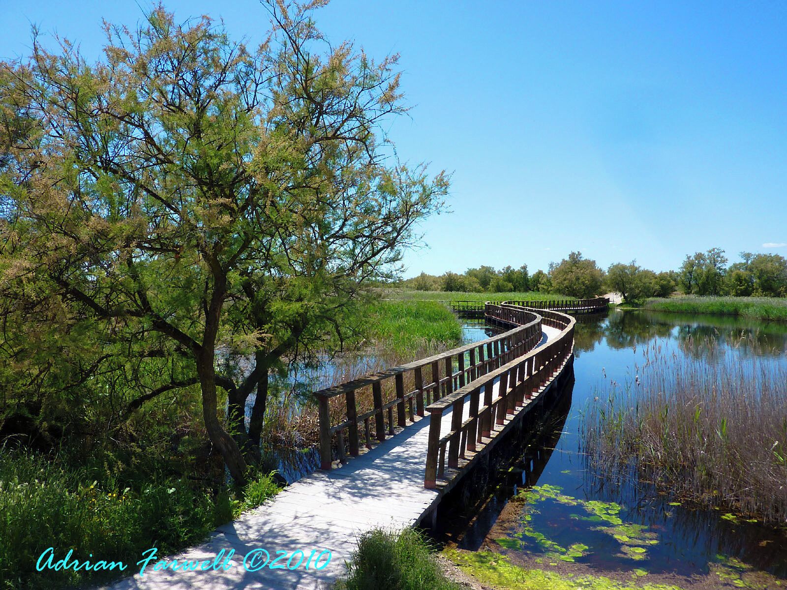 A wooden boardwalk over a calm river, surrounded by lush greenery and trees.