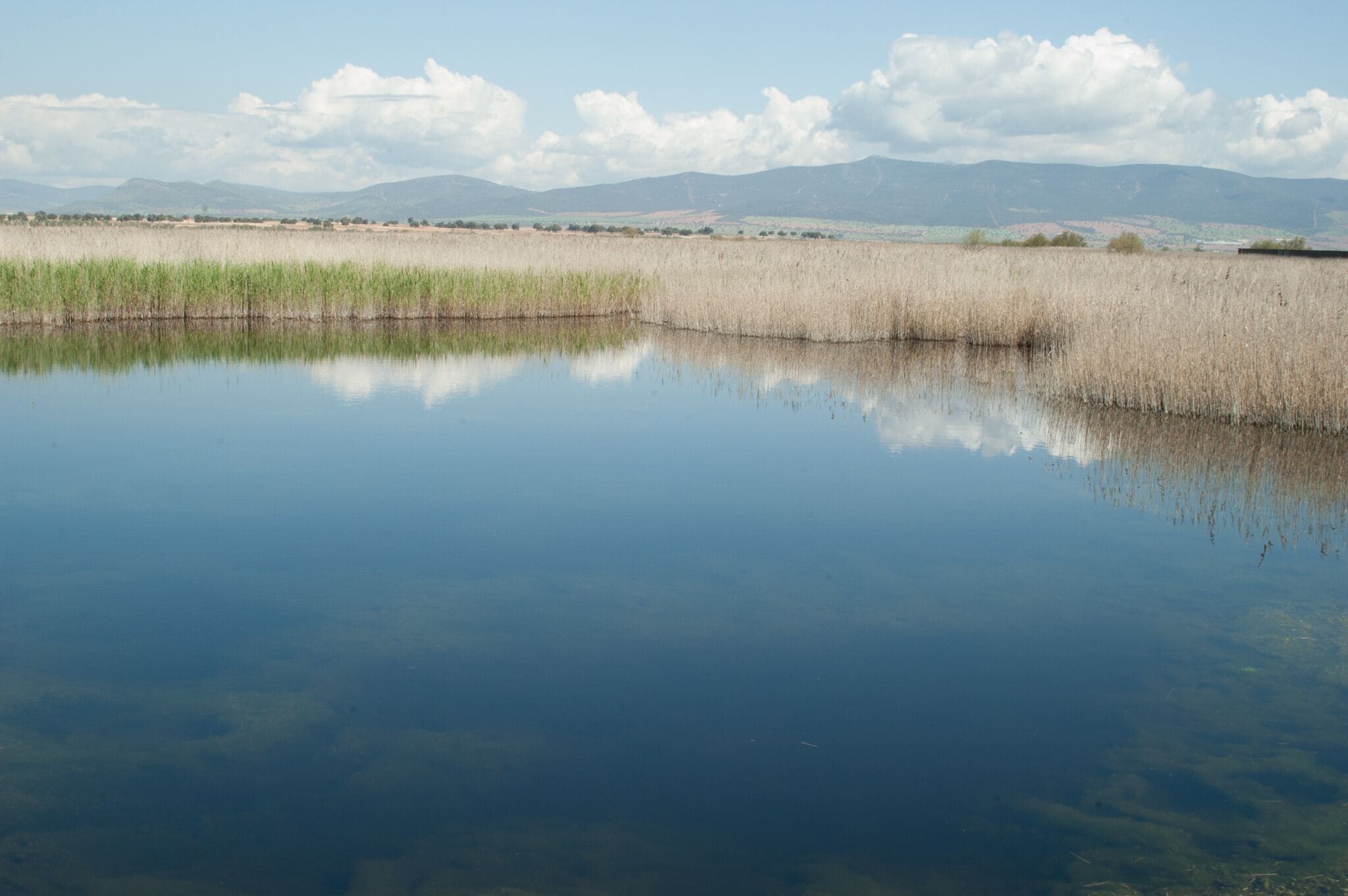 A calm lake reflecting the sky and surrounding reeds.