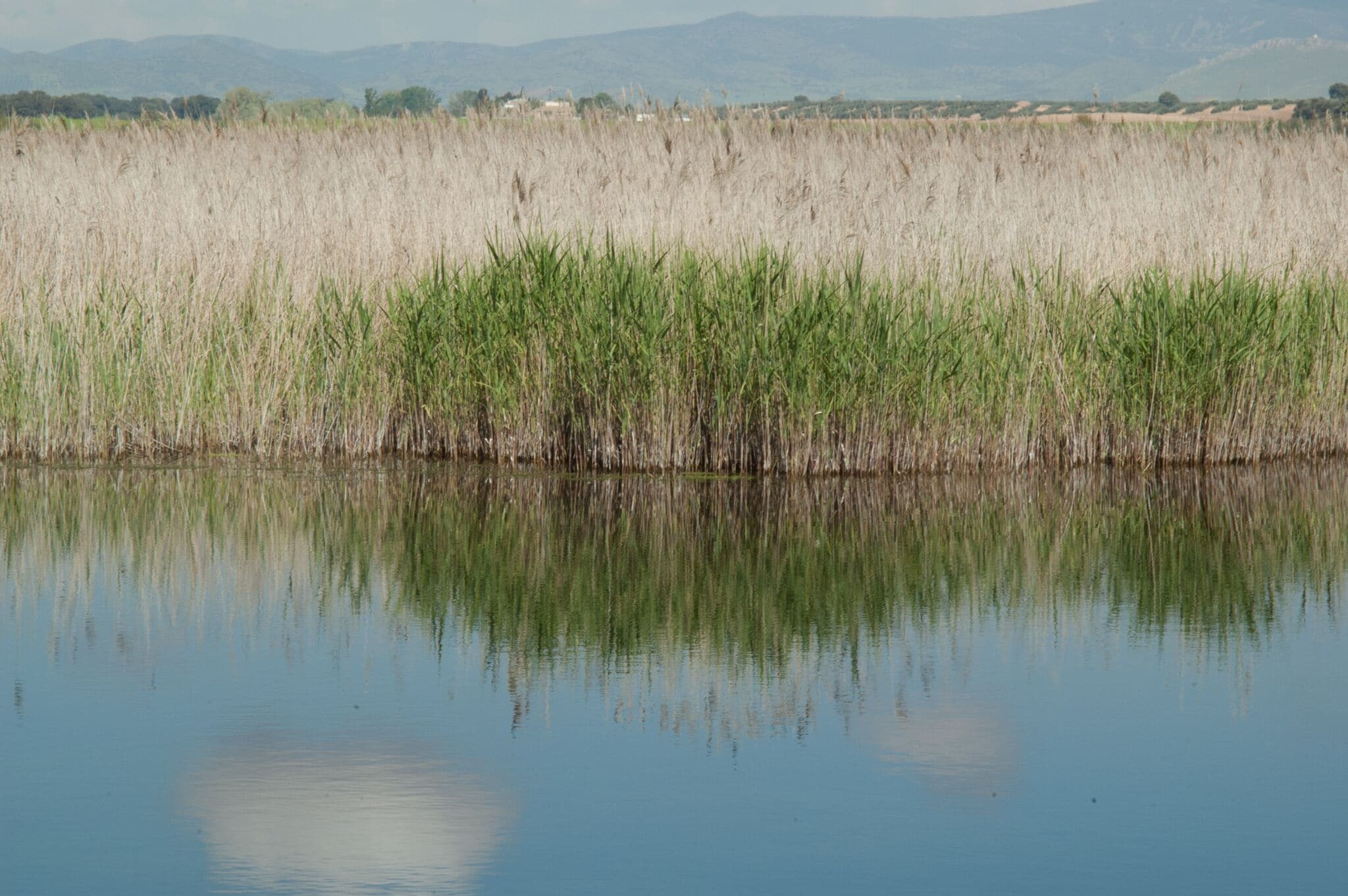 A calm body of water reflecting tall grass and distant mountains.