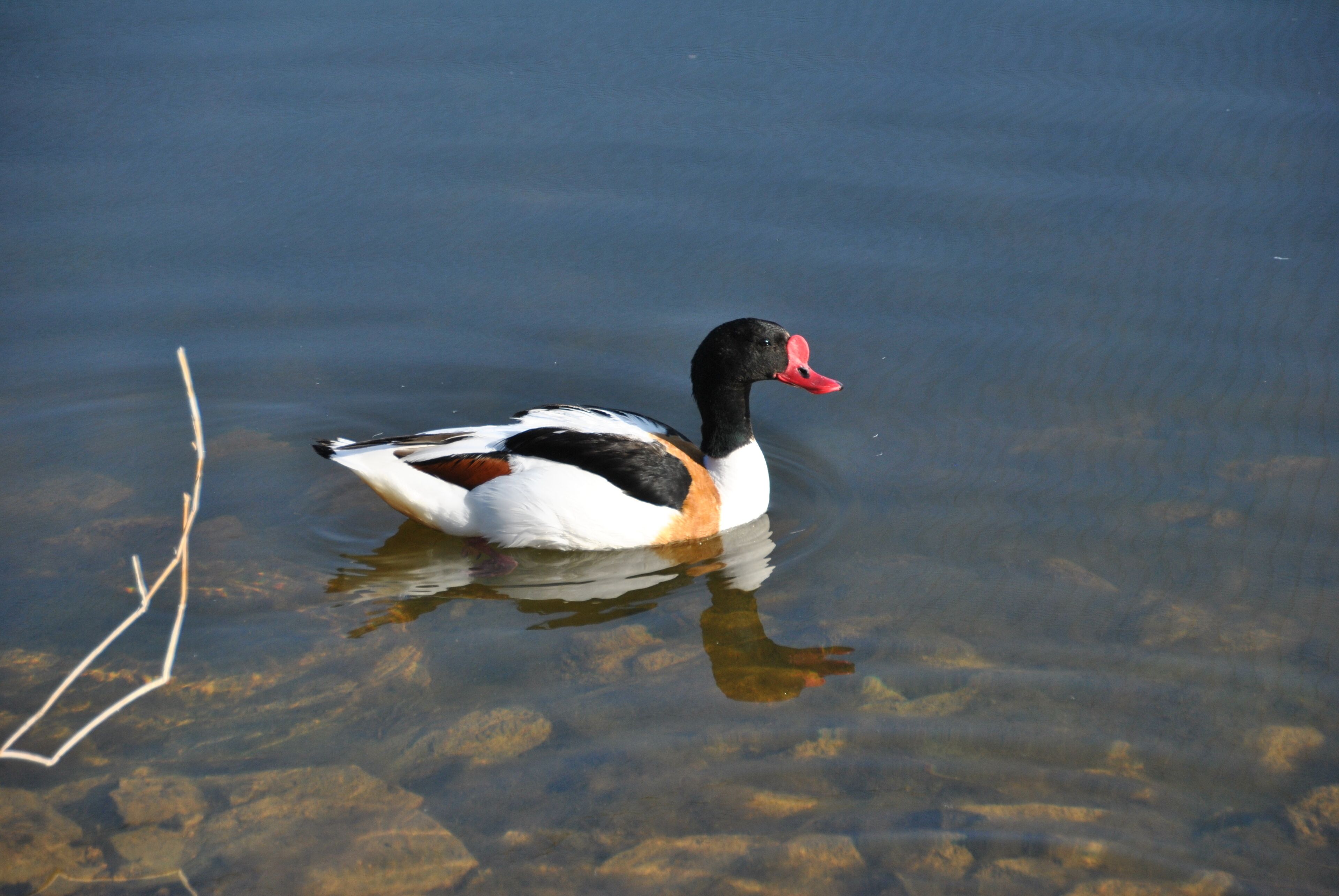 Tarro blanco (Common Shelduck) en Las Tablas de Daimiel