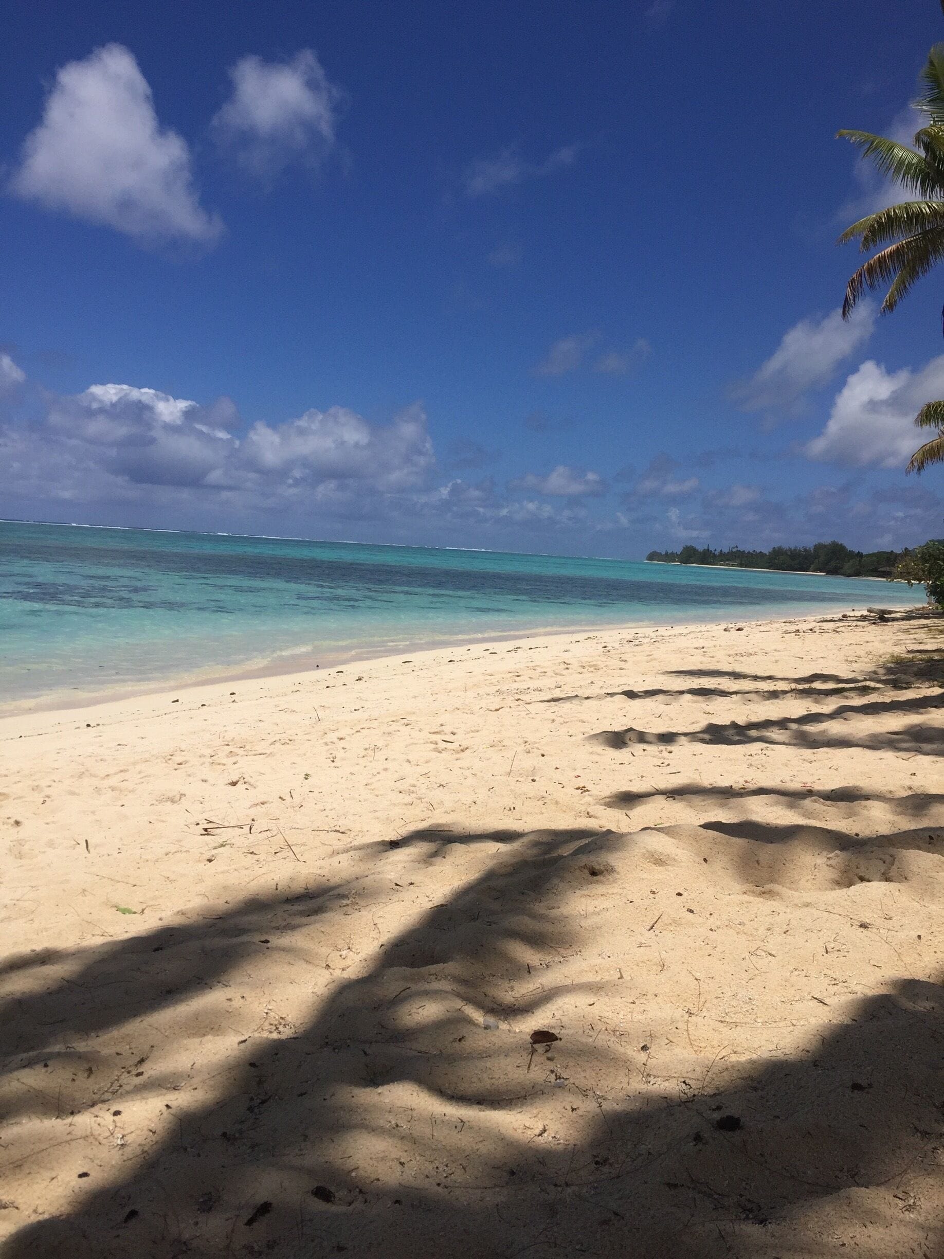 A beach with clear turquoise water, sandy shore, and palm trees.