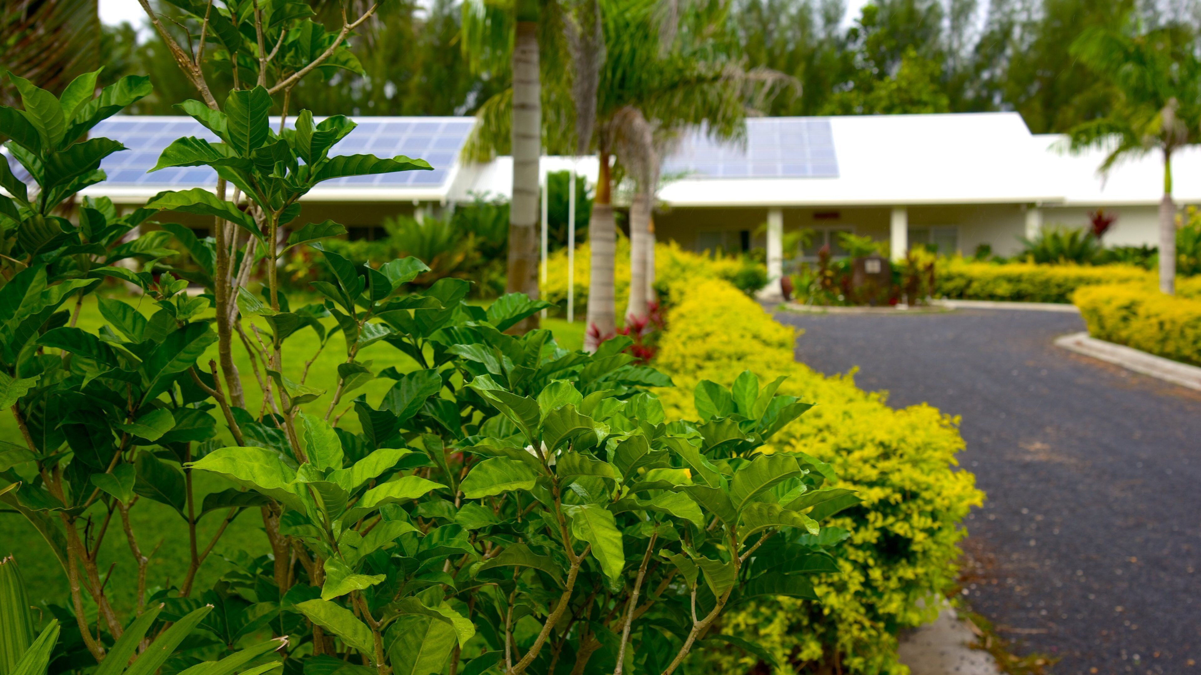 Titikaveka welches beinhaltet Park