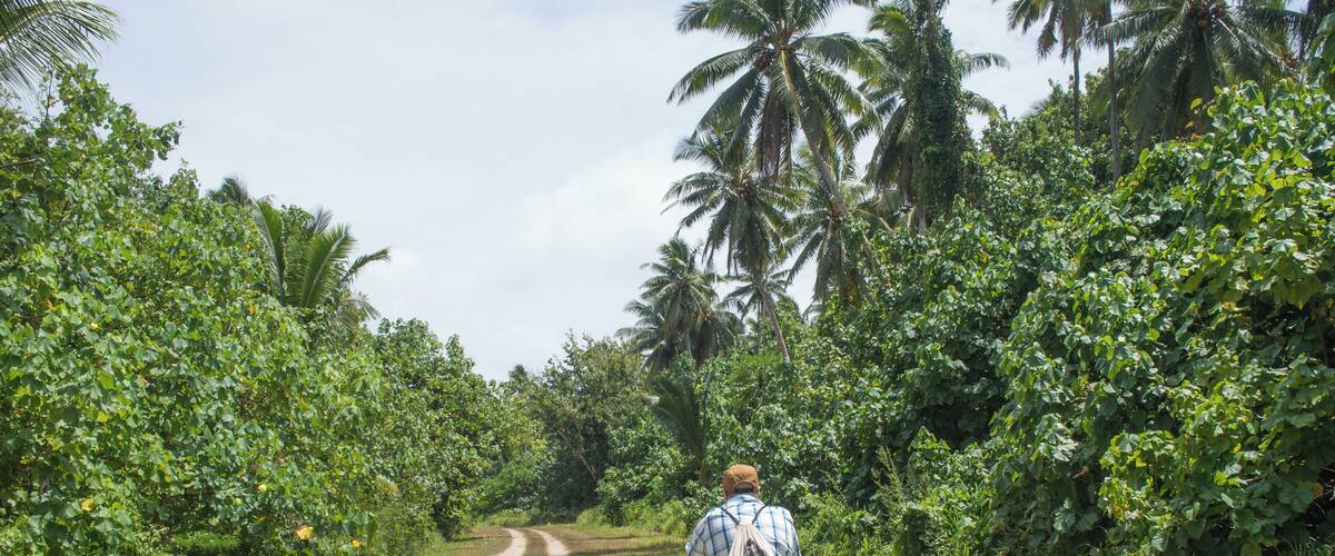 A person riding a bicycle on a dirt path surrounded by lush greenery and palm trees.