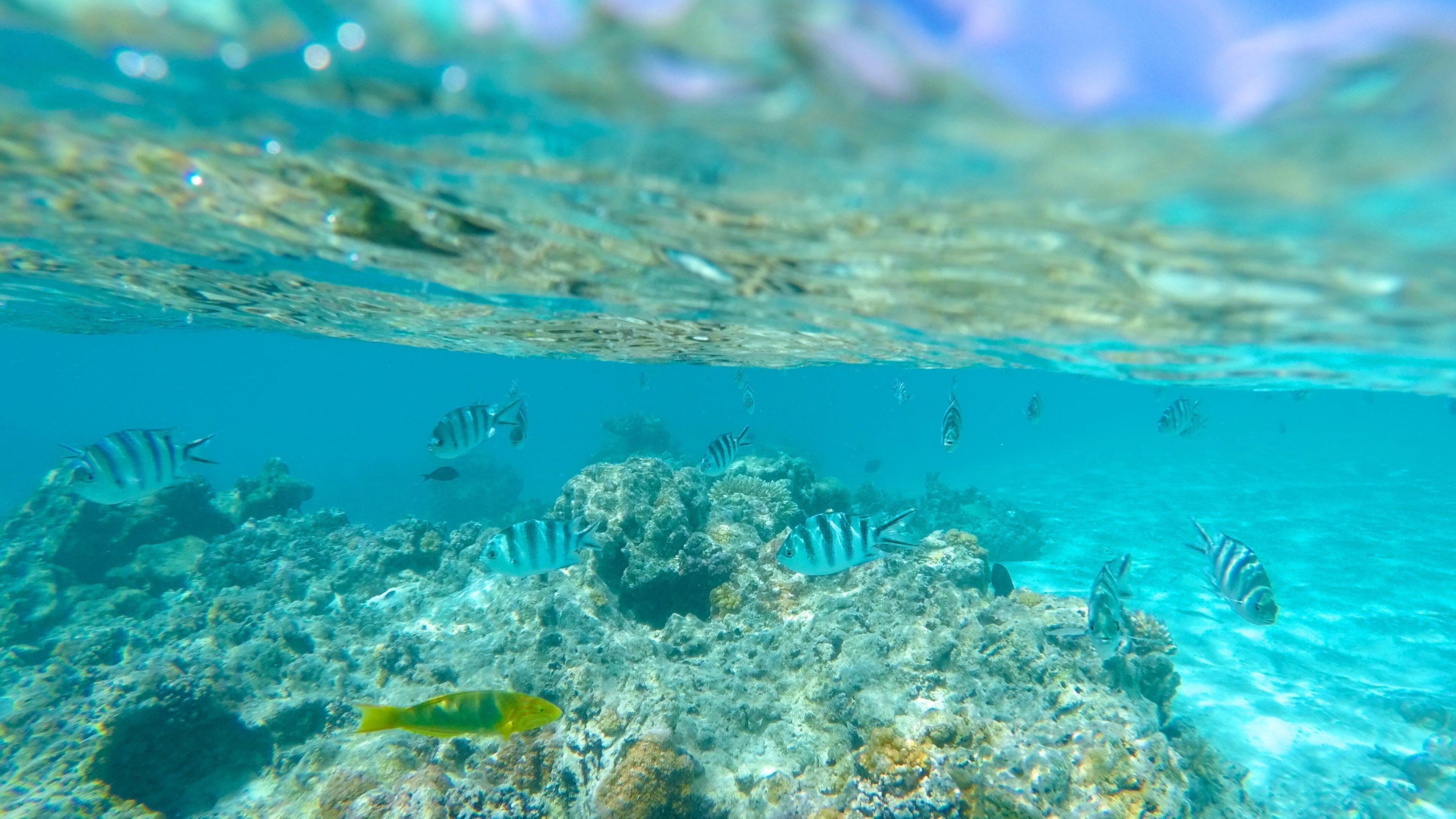 Aitutaki which includes marine life and colorful reefs
